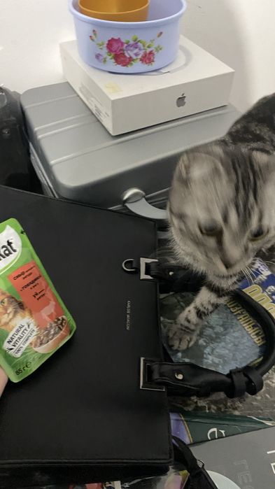 Шотландская кошечка