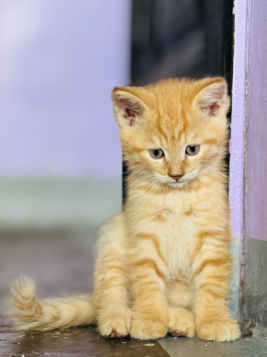 Котята добрые руки
