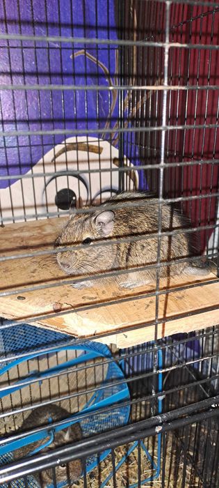 Veverite degu diferite varste