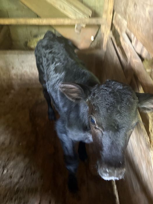 Ангус 20 кундык