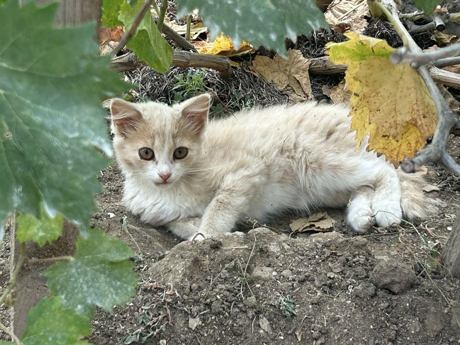 Отдадим 2 Котят