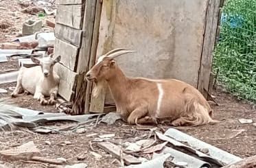 Vând capre sănătoase - Ilfov Dascălu