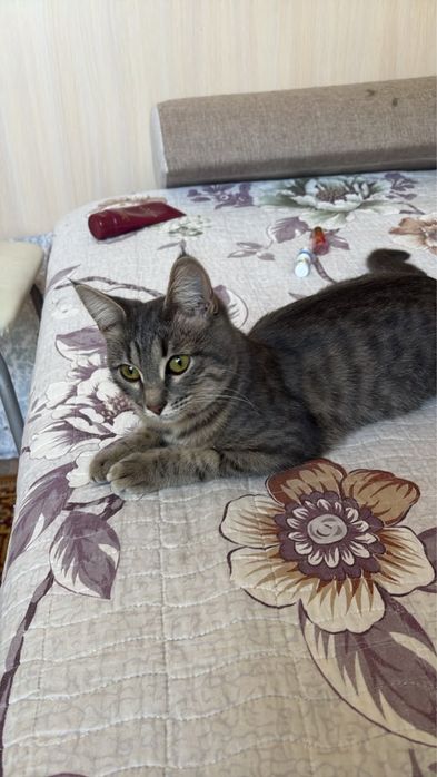Кошечка в Добрые руки