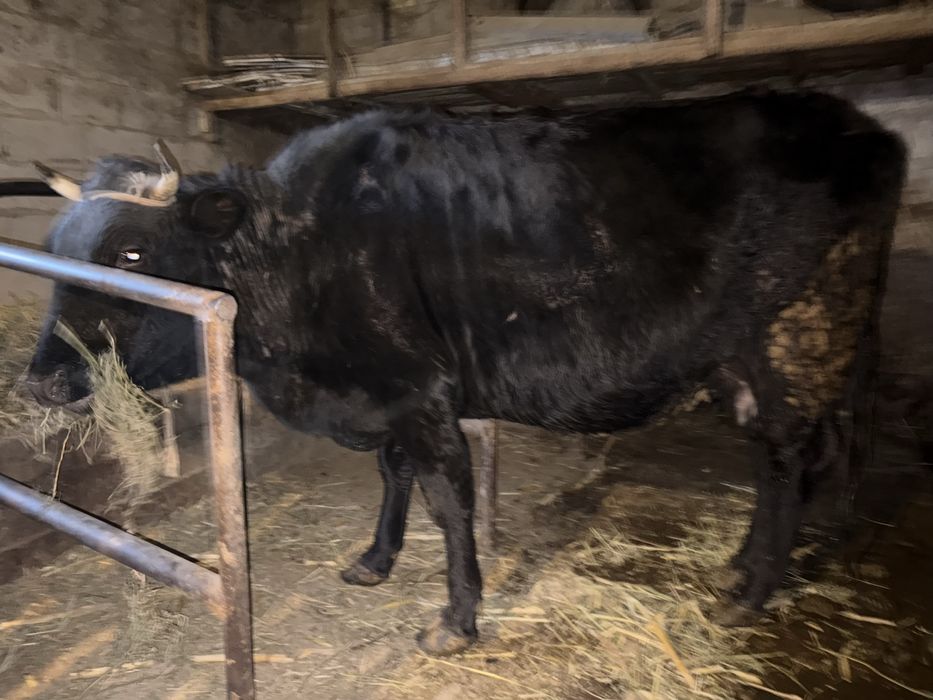 Сауын сиыр бұзаулы