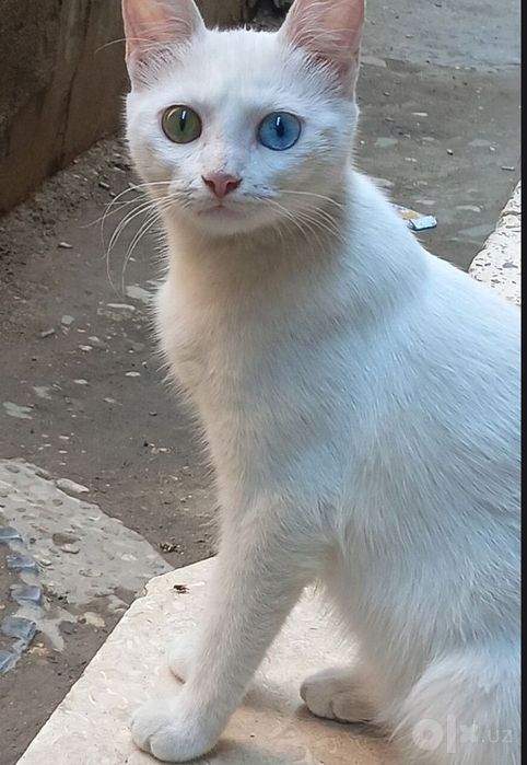 Zoti: Turetiski Angora  sotiladi   NARXI:500ming