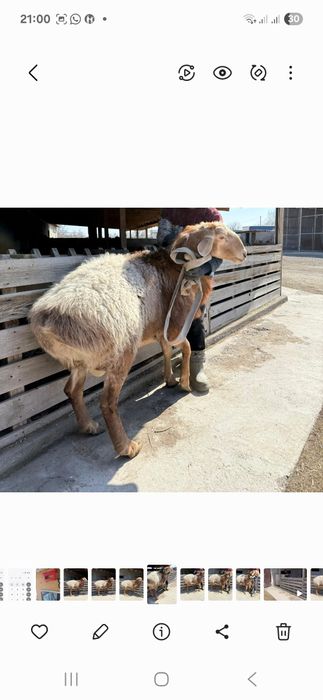 Продам Арашан Кашкар