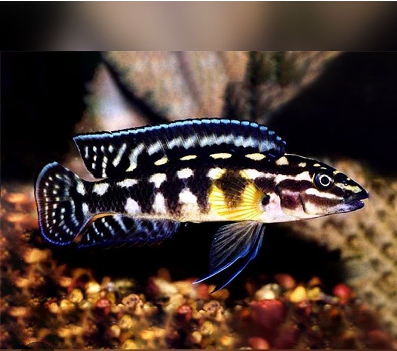 Аквариумни риби африкански цихлиди от езерото Танганика