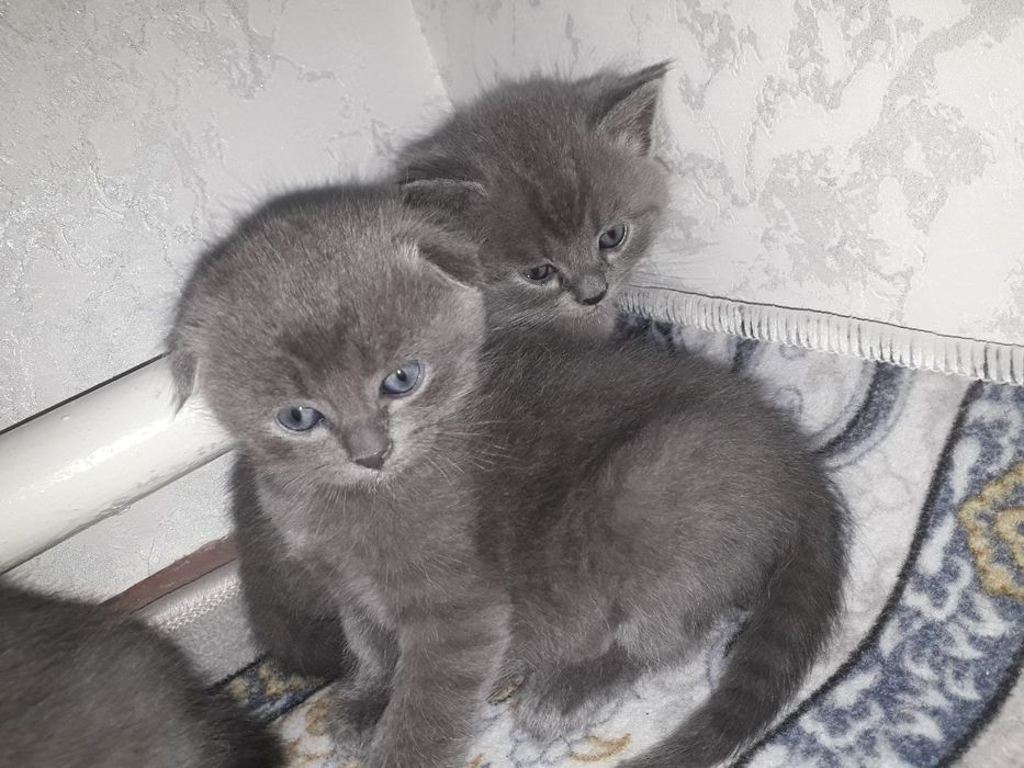 Мушукчалар сотилади