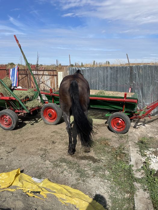 Vand sau schimb iapa de 8ani fac orce proba la fata locului