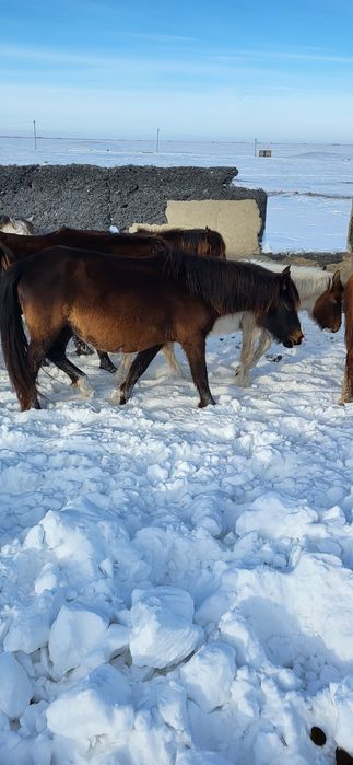 Продам лошадей! Кобыл, кобыл с жеребятами!