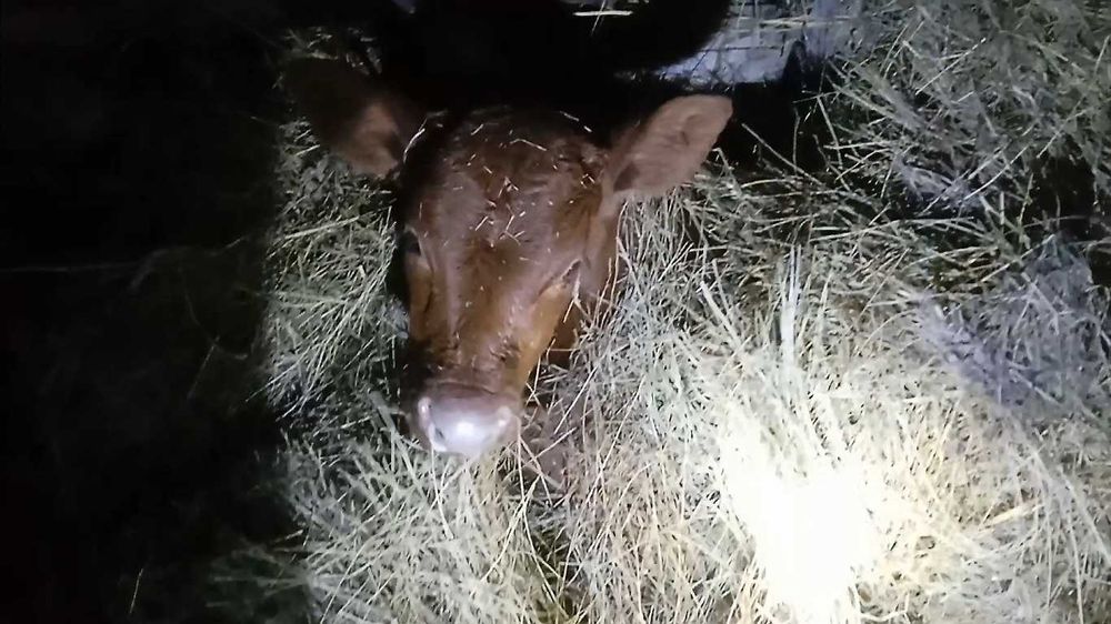 12 телят подсосных