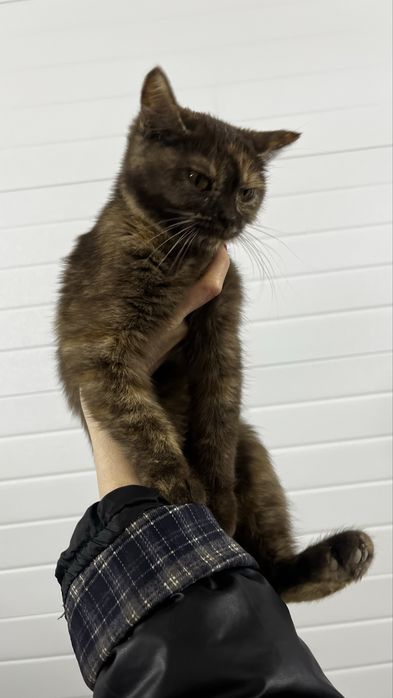 В добрые руки! Котёнок мальчик