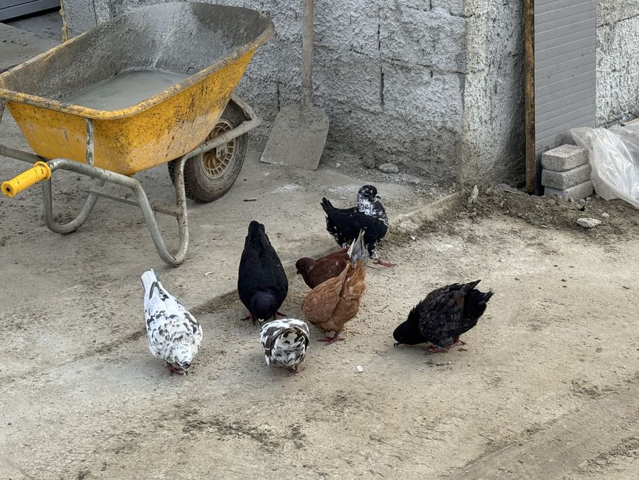 Vand sau schimb  King serie noua exemplare deosebite