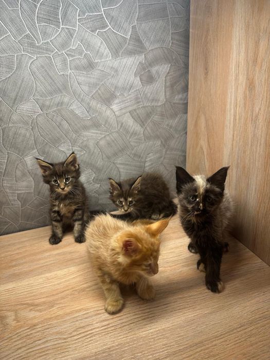 Продам шикарных котят.