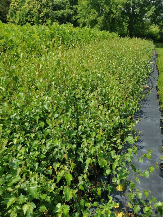 Бяла бреза 10лева 1 метъра