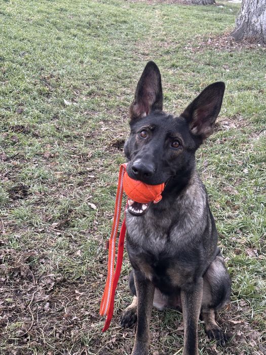 Щенки немецкой овчарки