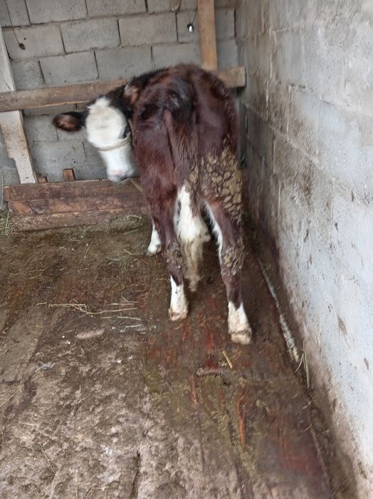 Ургашы 7-8 айлык тана сатылады