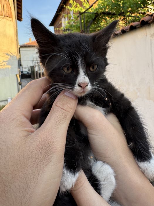 Подарявам малки котета
