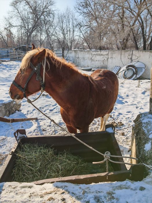 Лошадь жеребец 5 лет