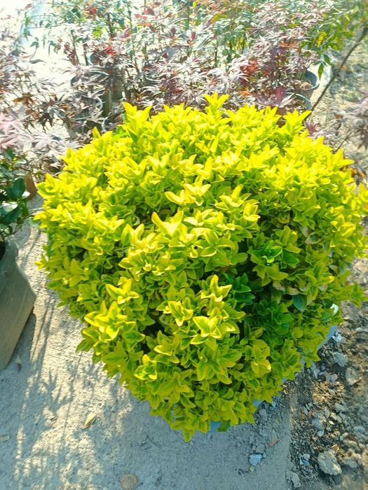 koʻchatlar optom