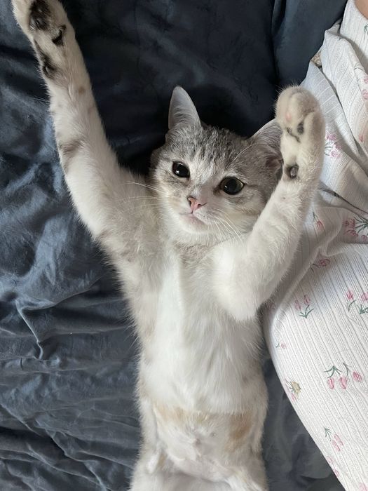Кошечка Лапка 1 год