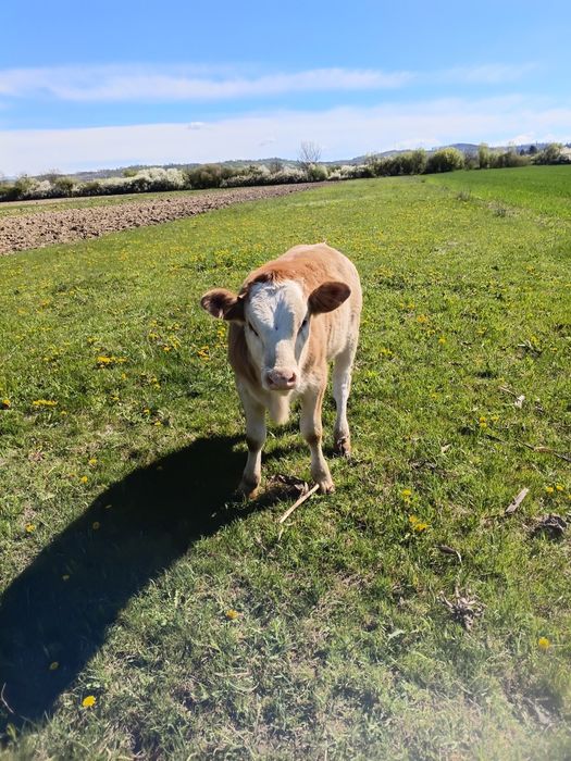 De vinzare mai multe detali la nr 0784989415