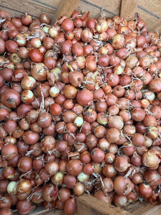 Cartofi si ceapa cls 2