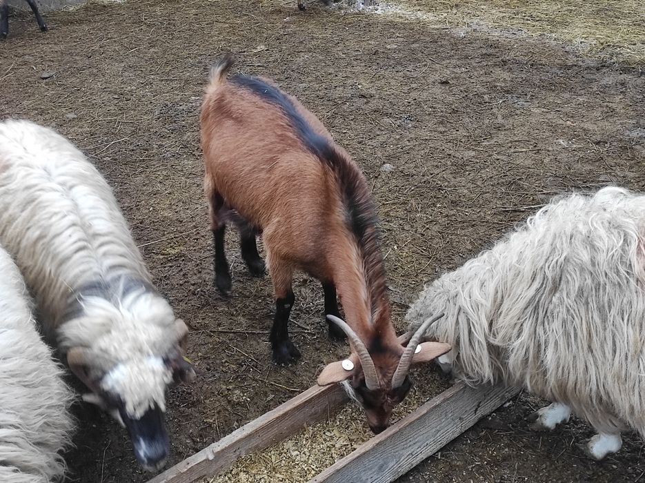 Capre alpine franceze