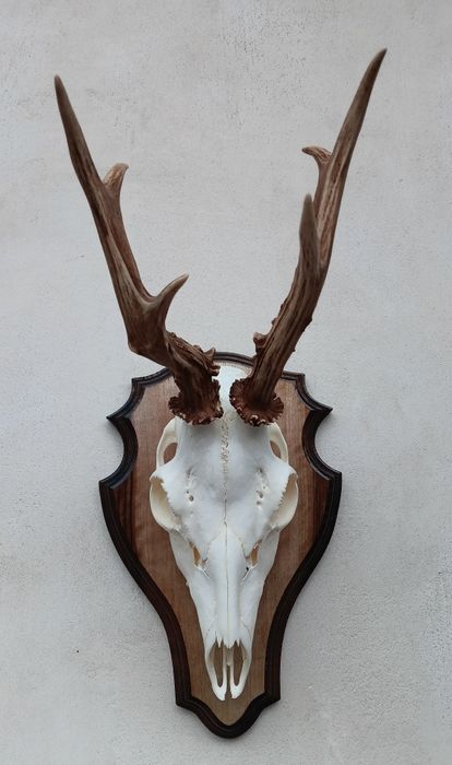 Трофей от сръндак.Рога