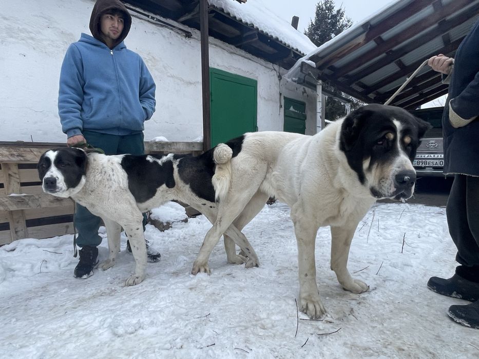 Продам щенков САО тобет