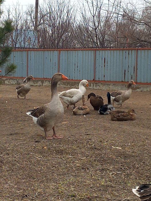 Гусиные  яйца  сатылады