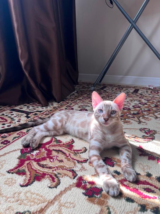 Бенгальский кот