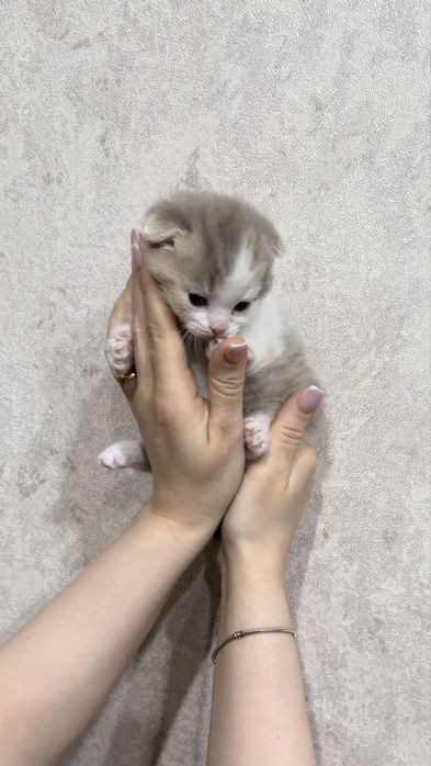 Продам очаровательных милых котят