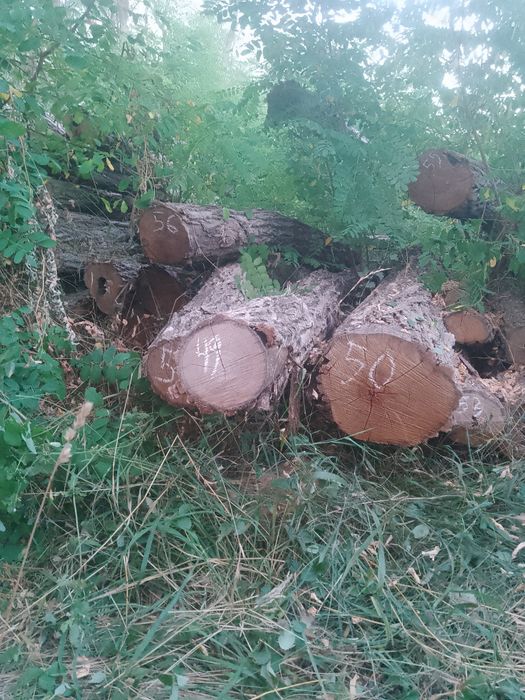 Vând lemne de foc salcam