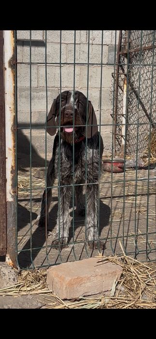 Дратхаар щенок продается сучка