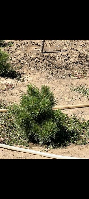 Продам сосны оптом и в розницу