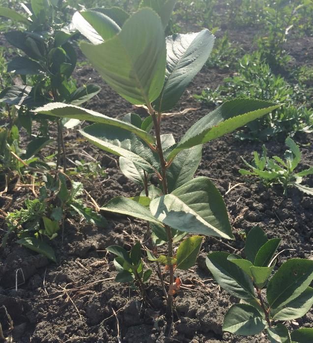 Aronia la Super Pret (Oferta) 4,50 lei