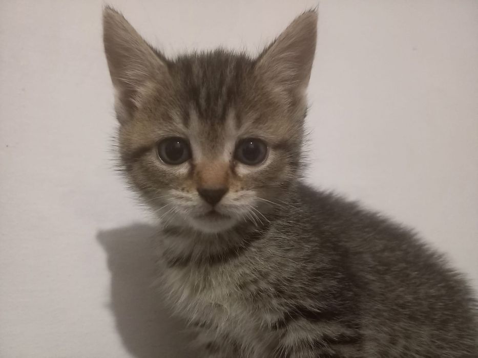 Отдам котят в хорошие руки!