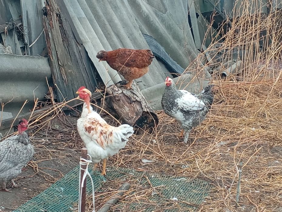 Продам молодых петушков этого года