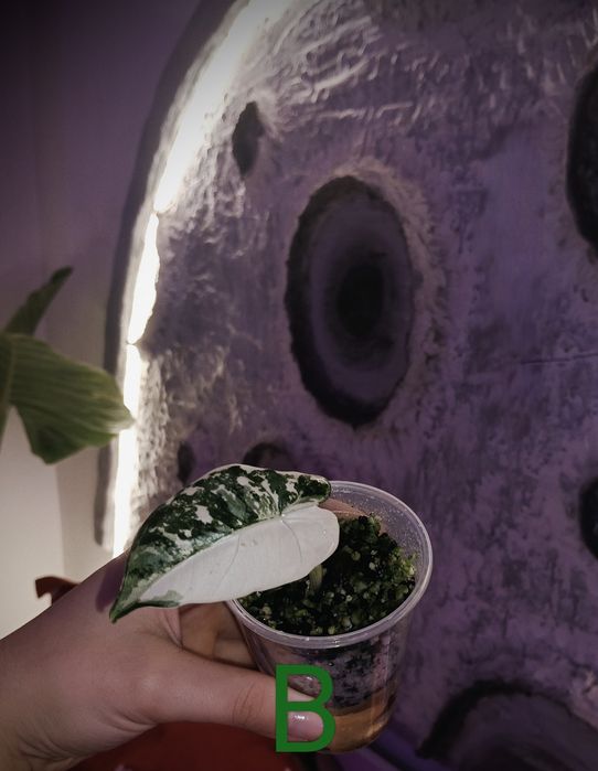 Plante exotice ( Alocasia frydek variegata)