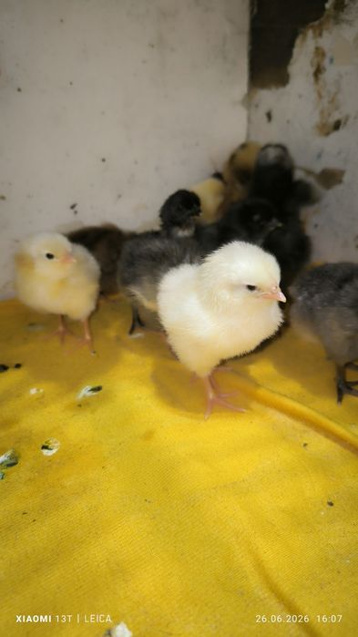 Продам домашних цыплят