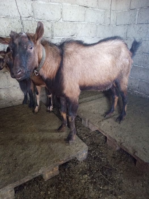 Vand țap alpin francez