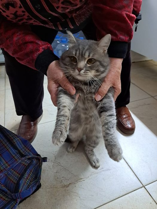 В добрые руки кот