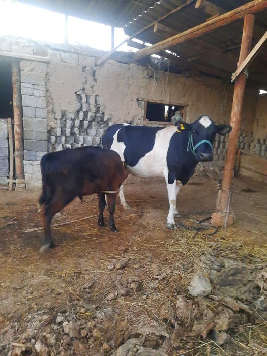 Бұзаулы сиыр сатылады