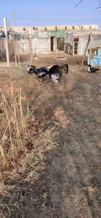 Курка сотилади манзил жондор