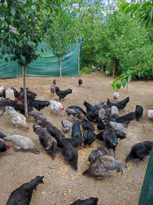 Vând păsări Australorp