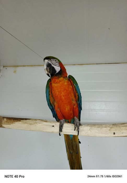 Продам ручного ару