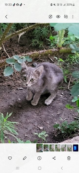 Котята в добрые руки,
