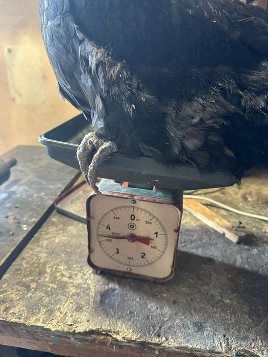 Инкубационное яйцо