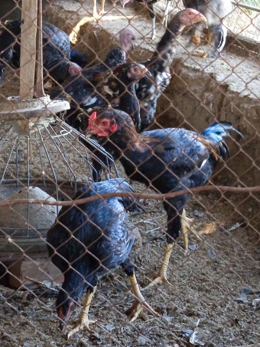 Куланги ва Брама